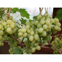 Виноград «Аркадия»