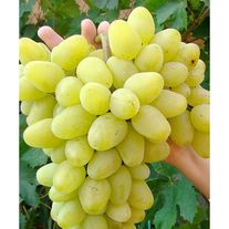 2-х летний саженец винограда "Аркадия"