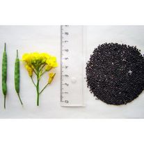 Семена рапса Сармат