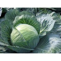 Капуста "Мегатон"