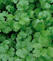 Кориандр Санто