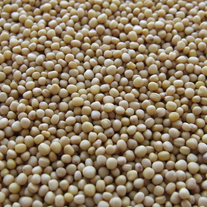 Семена белой горчицы сорта "ЖЕМЧУЖИНА"