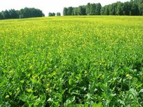 Рапс яровой "Надежный 92" (ЭС)