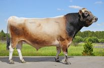 Семя быка Аватар 67342488