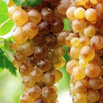Виноград "Ркацители"