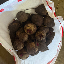 Свёкла столовая Водан