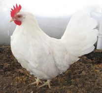 Курица В-33 (белые)