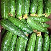 Огурцы сорта «Хрустящие Урожайчики»