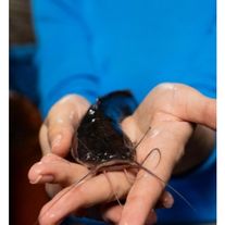 Малёк клариевого сома 21-100 гр