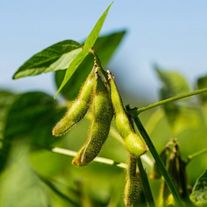 Семена сои, сорт Артика