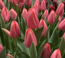 Тюльпан "Барре Альта"