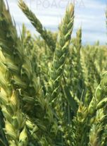 Пшеница озимая Лилит, ЭС