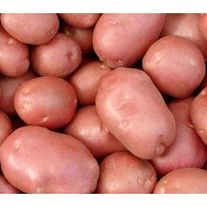 Картофель, сорт Беллороза