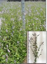 Мята перечная "Ароматная", рассада