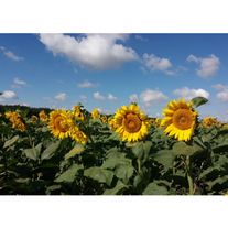 Семена подсолнечника Аладдин