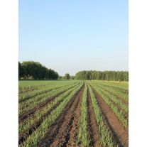 Чеснок фермерский (Россия)