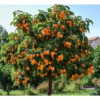 Солнечный Абрикос