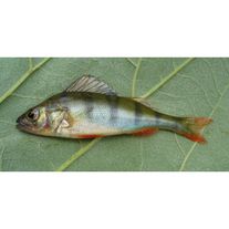 Рыба (Окунь)