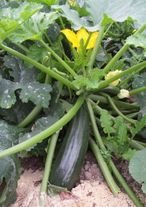 Семена кабачка "Диамант" F1, упаковка - 250 шт