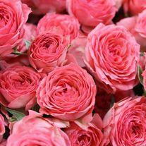 Роза розовая кустовая