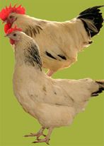 Петух "Суссекс светлый"