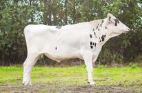 Семя быка Чейн 5962