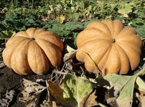 Тыква Ромашечка