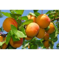 Саженцы абрикоса