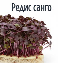 Редис Санго (Микрозелень)