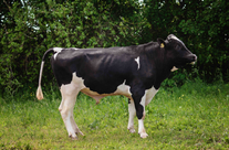 Семя быка Рутгер 172