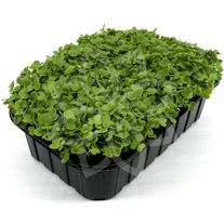 Капуста Пак-чой (микрозелень)