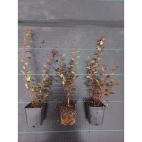 Пузыреплодник Литл Джокер Р9