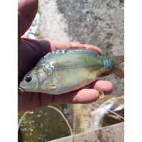 Мальки карпа