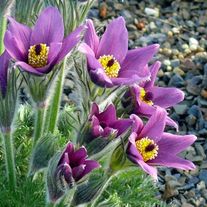 Прострел (Сон-трава) обыкновенный Velvet Bells С3 (3 литра)