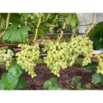 Виноград "Кишмиш"