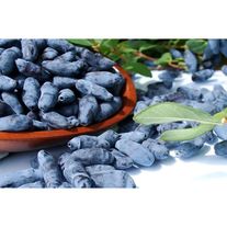 Парабельская жимолость