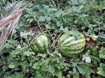 Арбуз Юбиляр