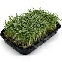 Микрозелень Кресс-салат