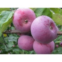 Яблоки, сорт Алеся