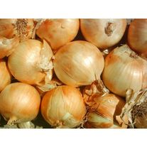 Лук репчатый