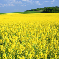 Рапс яровой