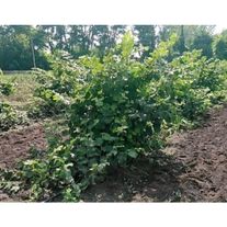 Лещина (орешник)