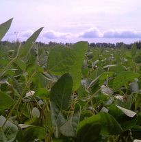 Семена сои Припять (РС 2)