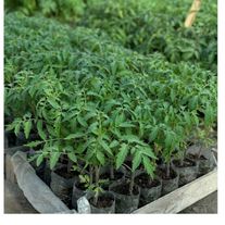 Рассада помидор