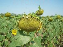 Подсолнечник Генезис + Пончо Клеарфилд плюс