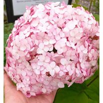 Гортензия древовидная Мэджикал Пинкербелл (ОКС)