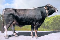 Семя быка Булат 2786