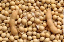 Соя СибНИИК 315, с/э