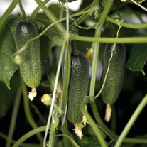 Огурец Абсолют F1