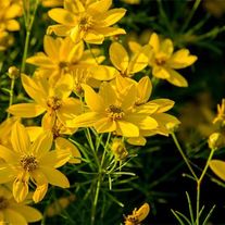 Кореопсис мутовчатый